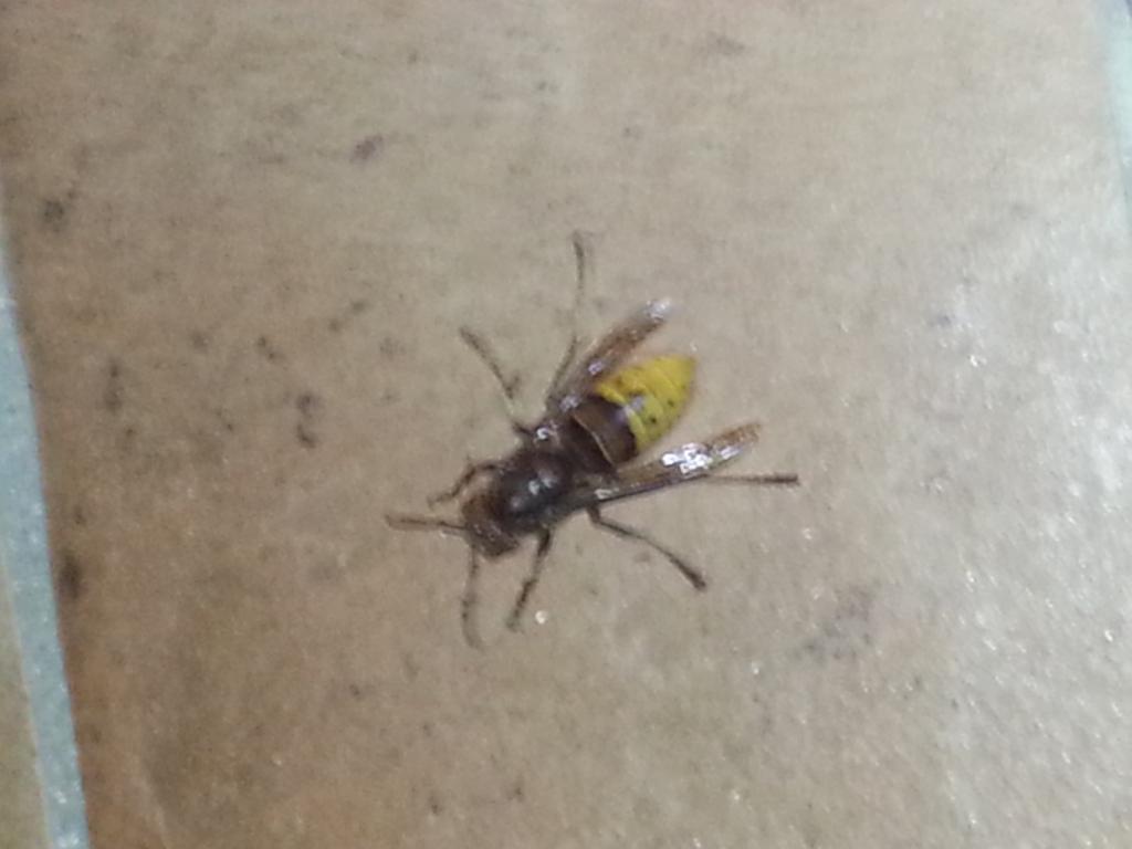 Che diavolo di insetto  mai questo? Vespa crabro
